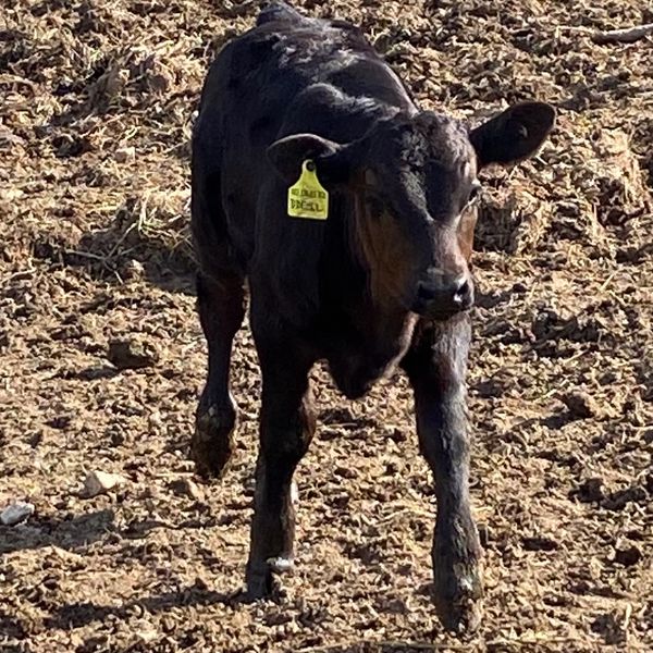 The Double D Cattle Farm LLC