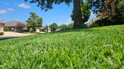 Close-up of green grass in a sunny suburban neighborhood.