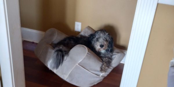 merle bernedoodle f1 luxury designer puppy standard size medium standard