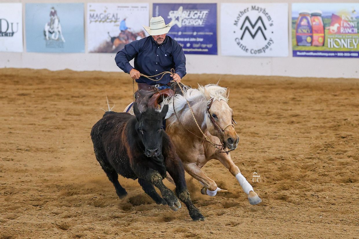 Cowboy on horseback herding a black calf in an arena.
