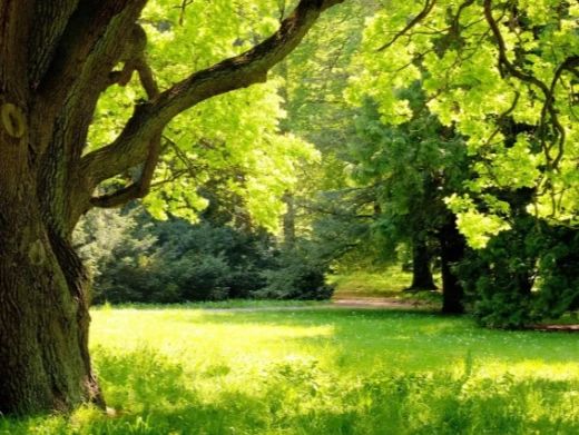 A large tree with bright green leaves in a sunlit park.