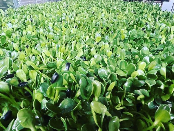 Beautiful potted green houseplants