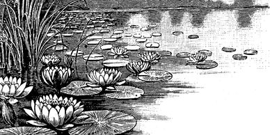A graphic of a pond with lily-ads