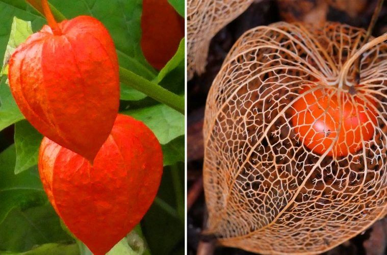 Japanese Lantern Plants Look Stunning