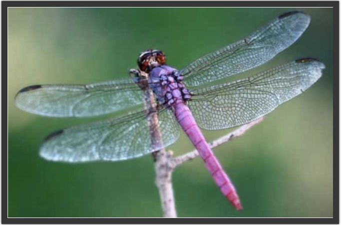 Dragonfly Symbolism & Meaning (+Totem, Spirit & Omens)