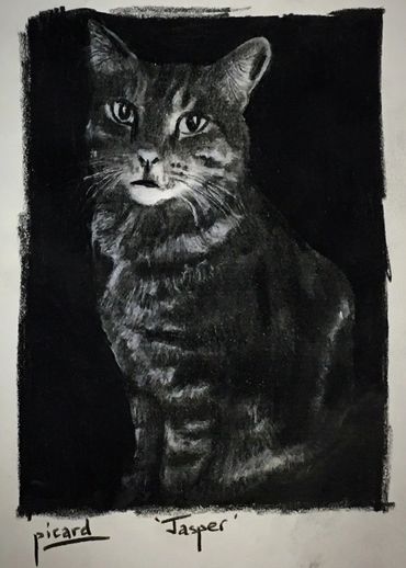 Black and white charcoal drawing of a cat named Jasper.