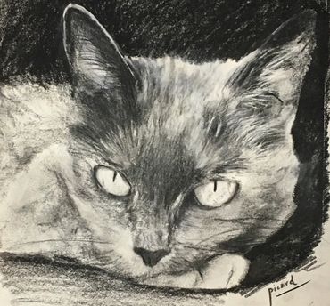 Close-up of a cat's ear and fur in black and white.