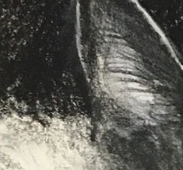 Close-up of a cat's ear and fur in black and white.