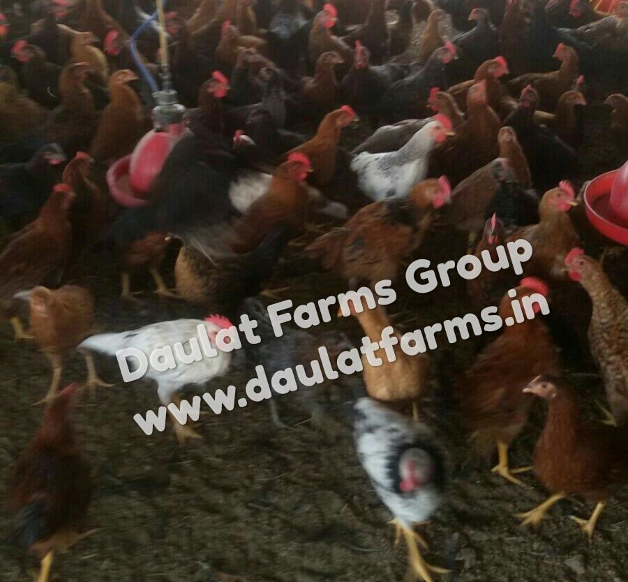 New Poultry Breed Daulat Country 77 For High Egg Production