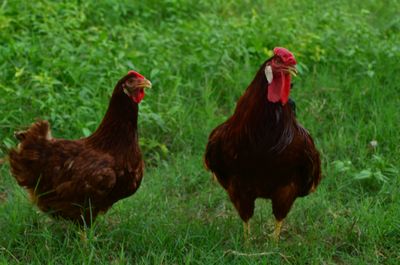 Poultry Contract Farming | Daulat Farms Group of Companies | Kadaknath