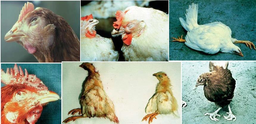 Types Of Disease And Disease Prevention In Poultry In India