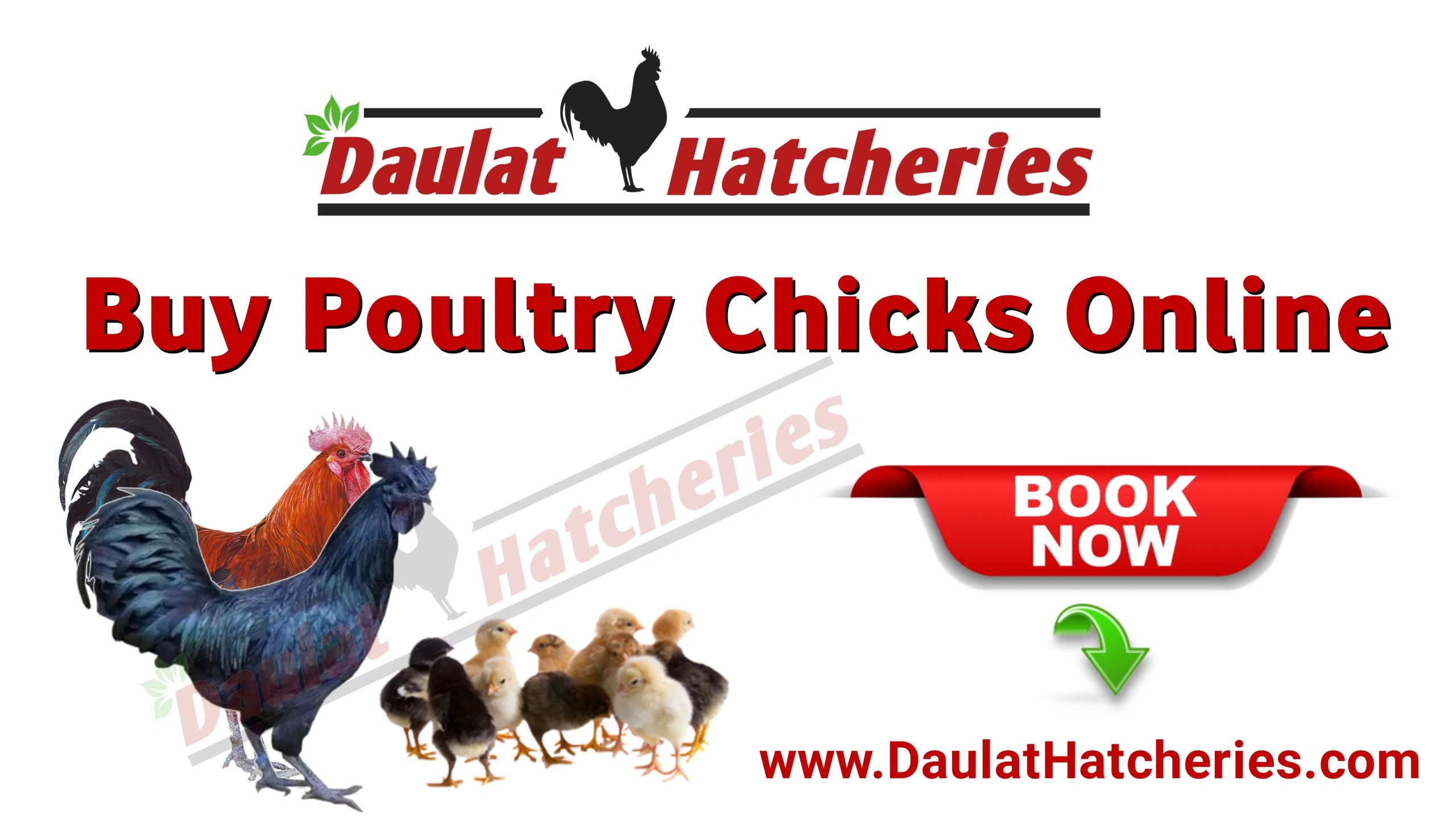 Desi Chicks, Desi Chicken, Brown Eggs, Country Eggs, Desi Eggs, Kadaknath Eggs, Poultry Feed Wholesalers in India | Buy Online for Reselling | Brown Egg Wholesalers | Desi Egg Wholesalers | Shop Online