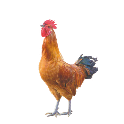 farming poultry kombdi murgi kadaknath gavran scheme contract palan cg loan chhattisgarh rajasthan india deshi