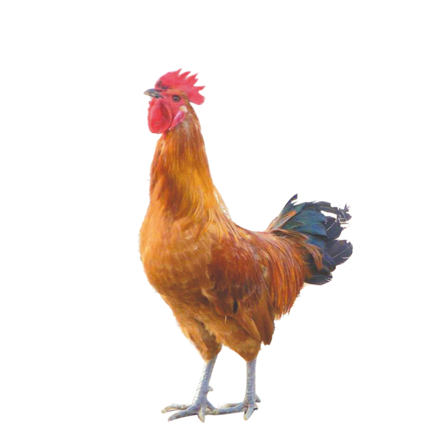 Poultry Contract Farming Daulat Farms Group of Companies 