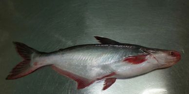 Is Pangasius Fish Halal Shia