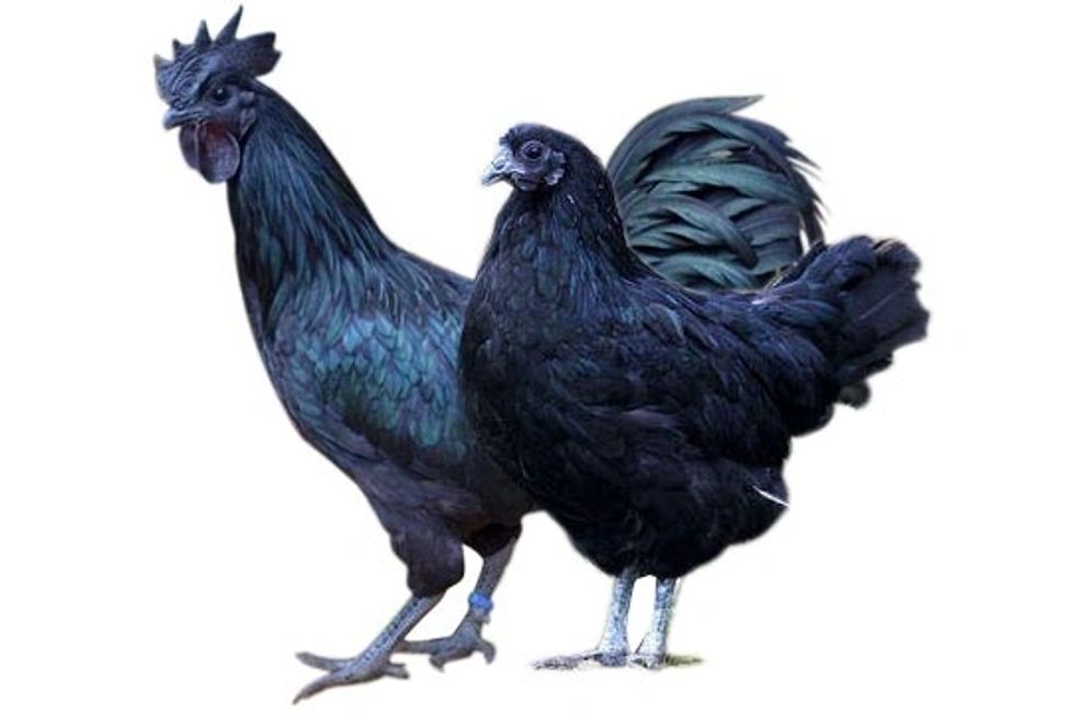 Poultry Contract Farming Daulat Farms Group Of Companies