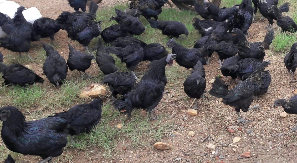 kadaknath poultry farming business plan kadaknath poultry farming business plan