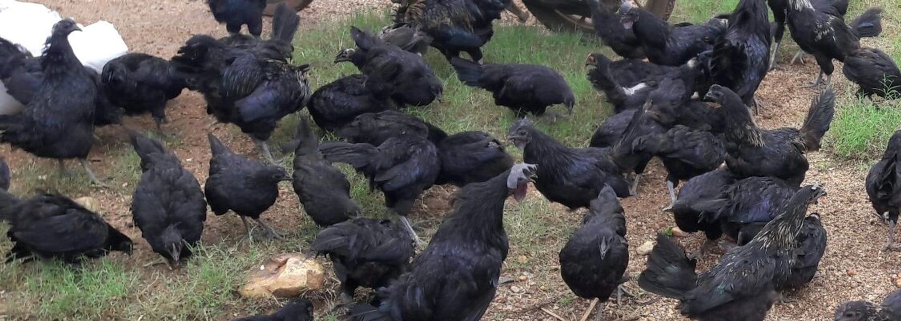 Poultry Contract Farming Daulat Farms Group of Companies Kadaknath