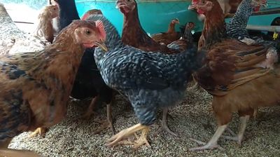 Desi Chicks, Kadaknath chicks, Desi Chicken, Vanraja Chicks, Vanraja