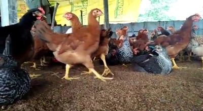 Desi Chicks, Kadaknath chicks, Desi Chicken, Vanraja Chicks, Vanraja