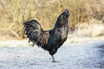 ayam cemani chicken indonesia breed chickens valuable uncommon relatively modern africa planet foods europe antibiotics islands northern shutterstock south al