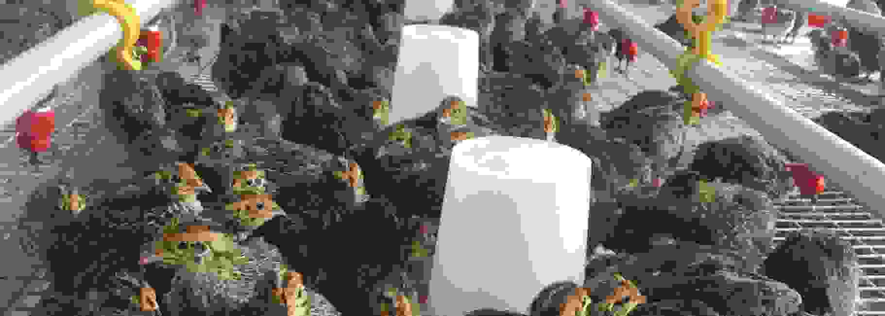 Poultry Contract Farming Daulat Farms Group of Companies Kadaknath