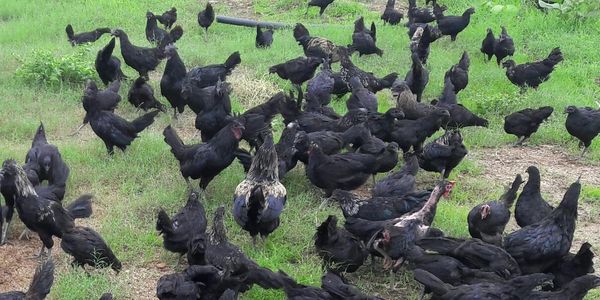 Kadaknath Chicks Kadaknath Chicken Eggs Breeder