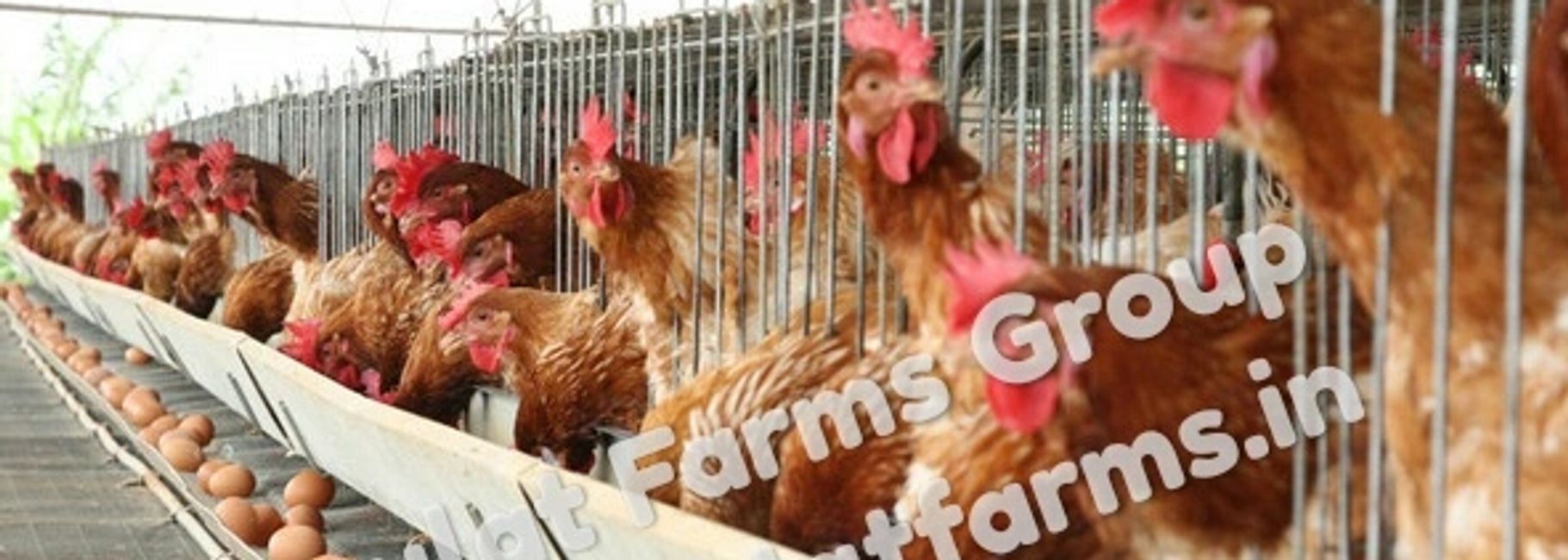 Poultry Contract Farming Daulat Farms Group Of Companies