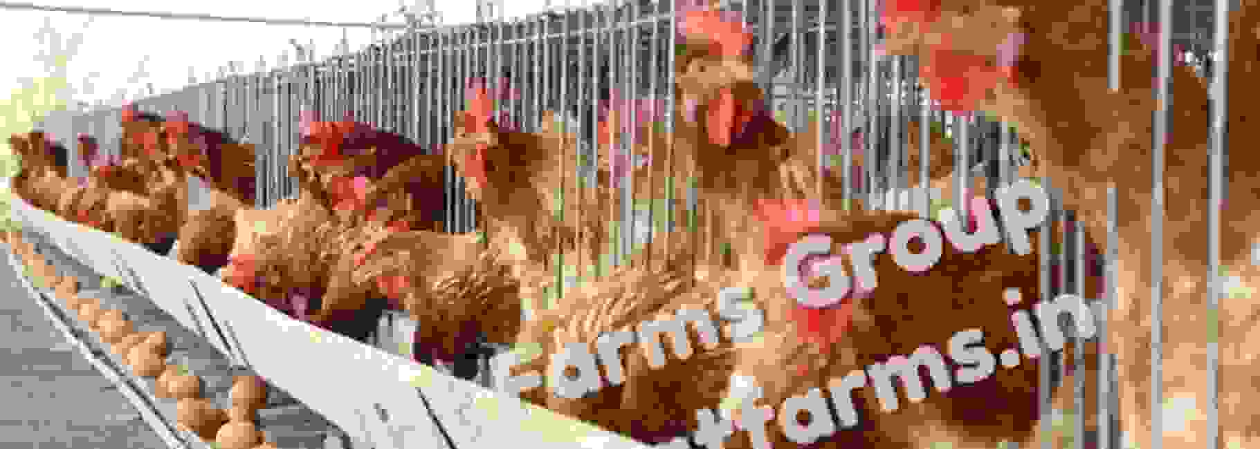 Poultry Contract Farming | Daulat Farms Group of Companies | Kadaknath ...