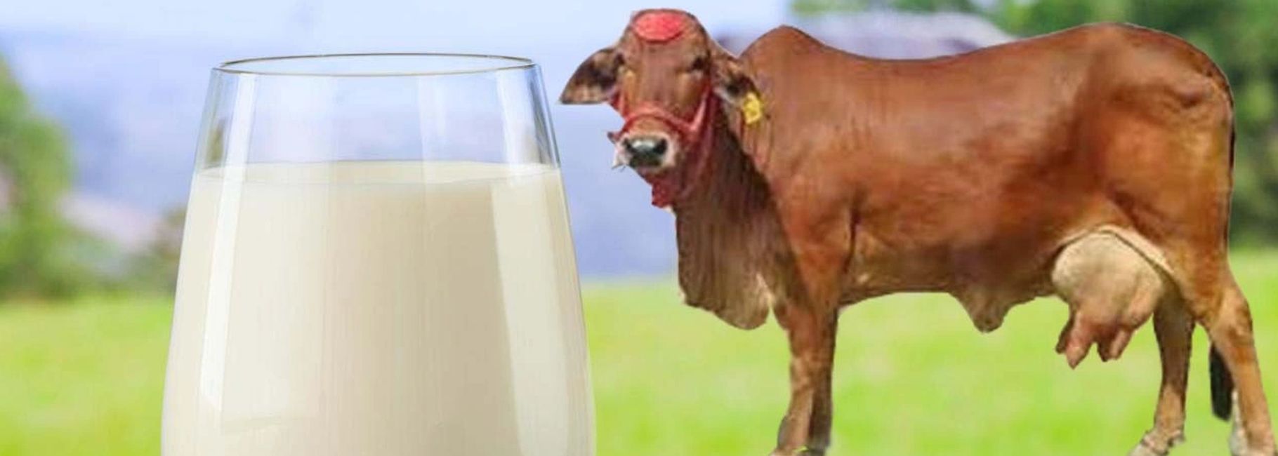 A2 Milk A2 Milk Products A2 Milk In India Best A2