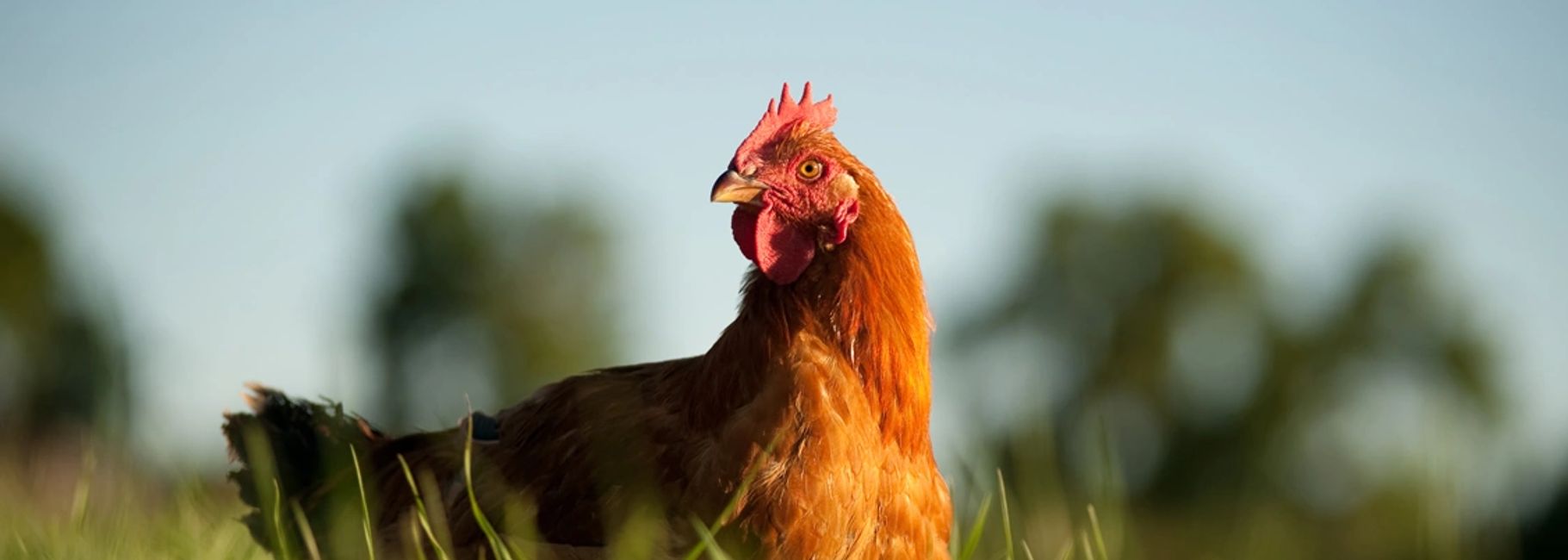 Poultry Contract Farming | Daulat Farms Group of Companies | Kadaknath ...
