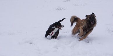 Two dogs joyfully playing in the snow.