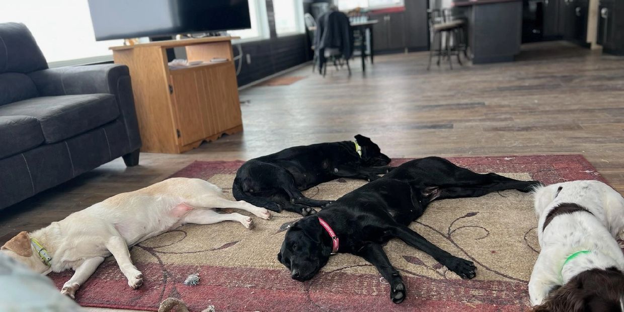 Dogs relaxing on rug