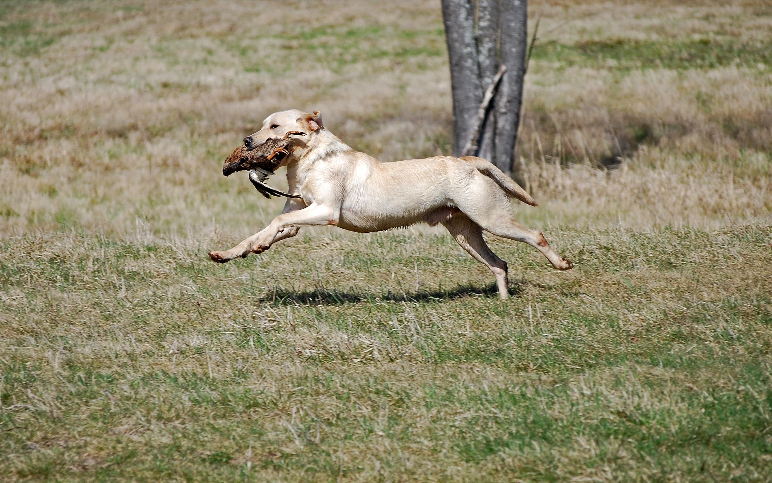 hunting hounds running