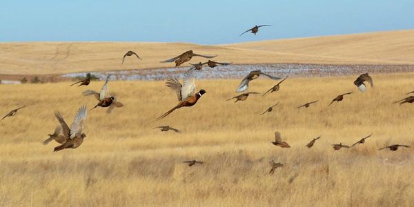 Hunting dog training real birds