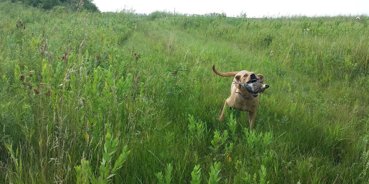 happy dog with bird in field