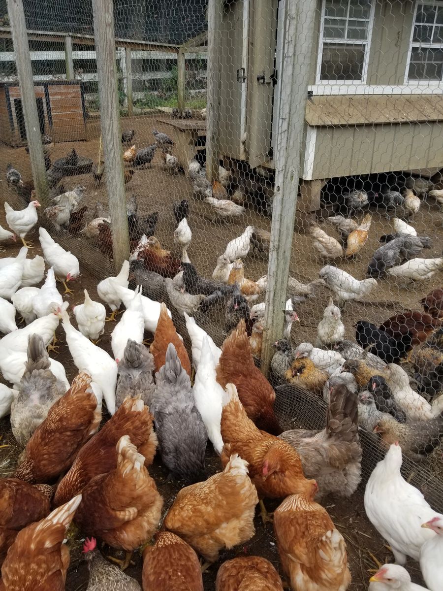 Red Sexlinks at point of lay AVAILABLE!!!!!