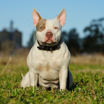 Rogue
Panda V x Omega - Bred by Eternal Bullies