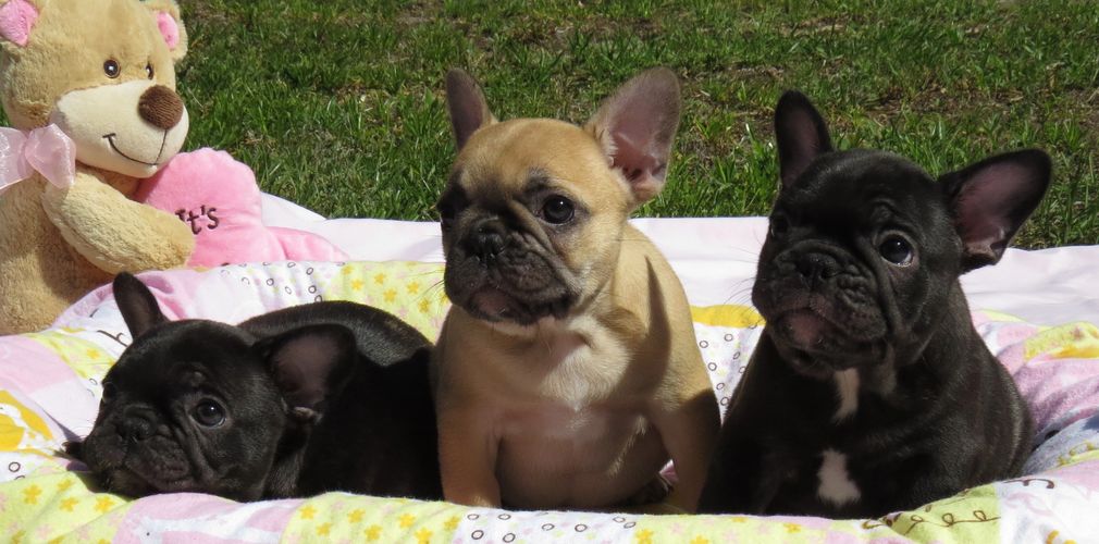 French Bulldog Puppies Gator French Bulldogs