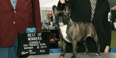 Breed Spotlight: The French Bulldog - Gator Kennels