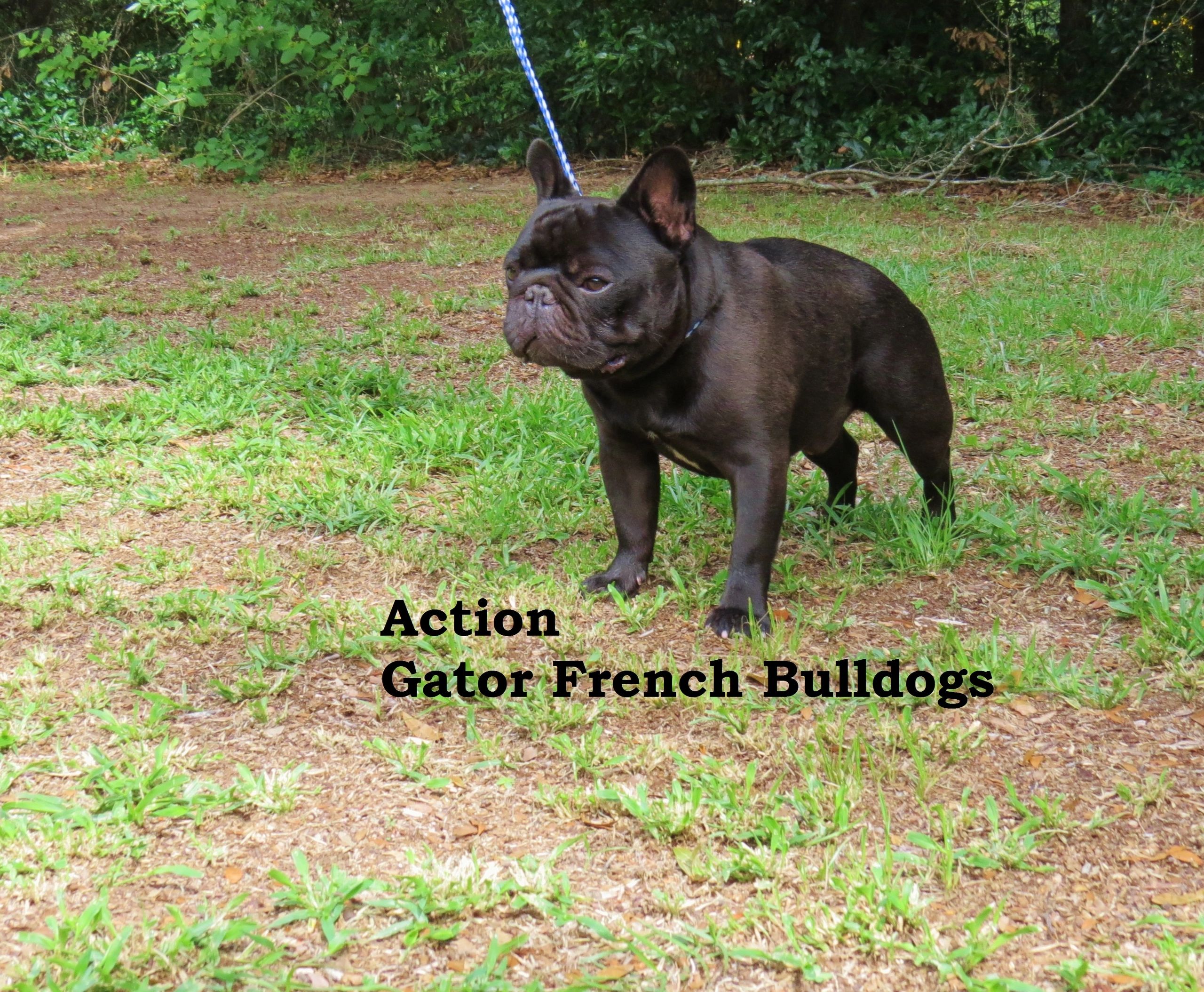 are chocolate french bulldogs akc