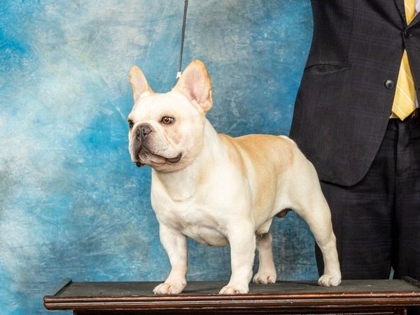 Breed Spotlight: The French Bulldog - Gator Kennels