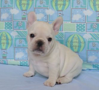 Gator French Bulldogs Puppies For Sale 