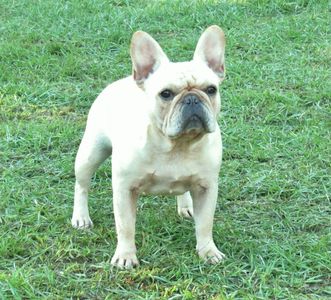 Gator French Bulldogs