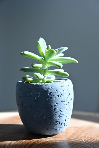 Green succulent plant in a textured gray pot on a wooden surface.