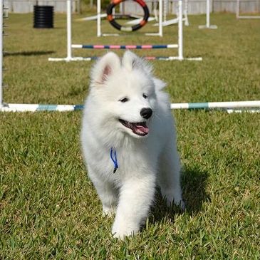 PuppyLove & Basic Manners class includes free safe optional introduction to agility equipment.