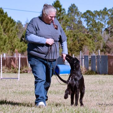 Leash Training for an Older Dog - The Upper Pawside