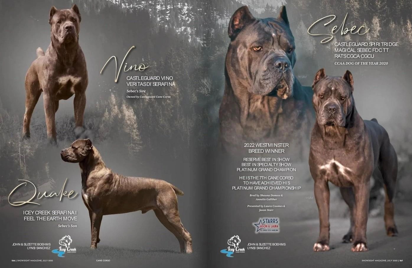 About the Cane Corso