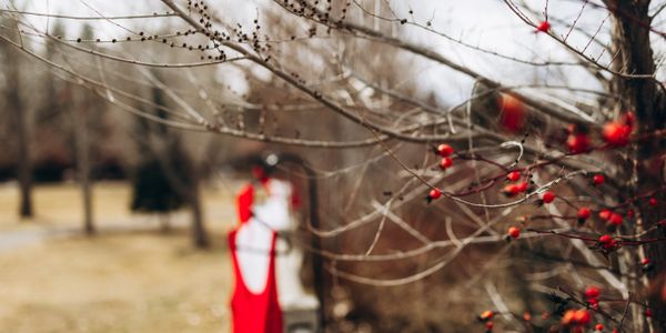 Red berries on bare branches in winter with blurred background.