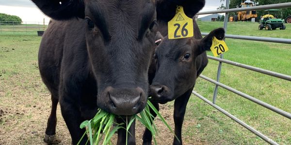 About Wagyu